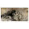 Designart - Lion in Sepia - Animal Canvas Art Print